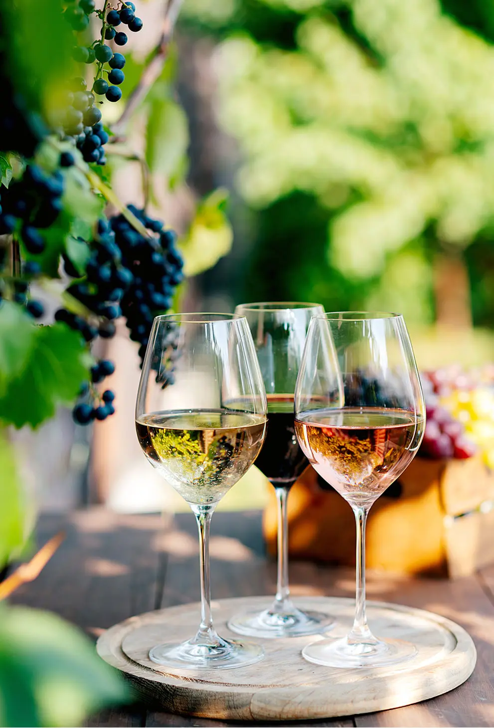 3 wine glasses container red, white, and rose wine outdoors on a sunlit table under a bunch of grapes.