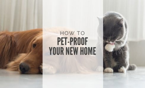 Creating a pet-proof home with FCB Homes