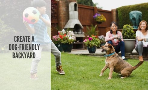 How to create a dog-friendly backyard