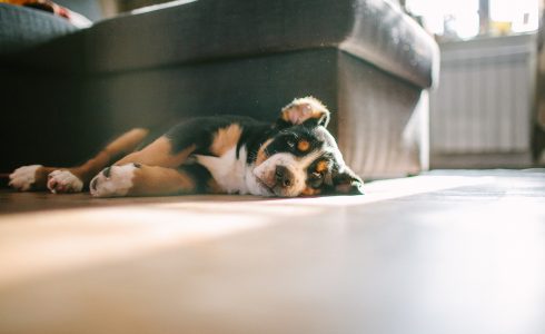 6 Simple Tips for a Pet-Friendly & Clean Home